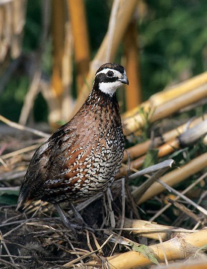 Minnesota Quail Forever, Bobwhite Quail